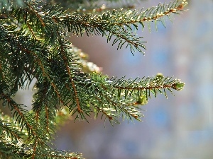 trees, needle, pine