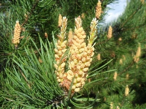 pine, needles, Blossoming