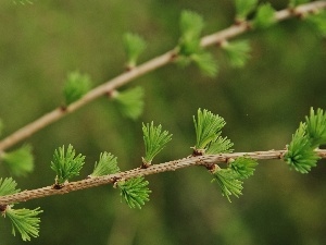 young, needles, larch