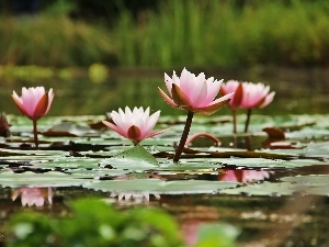 water, Nenufary, lilies