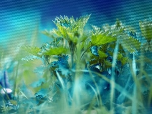 leaves, nettle, grass