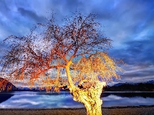 New Zeland, Wanaka, trees, lake