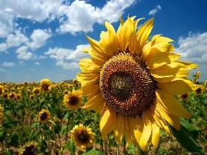 clouds, Nice sunflowers