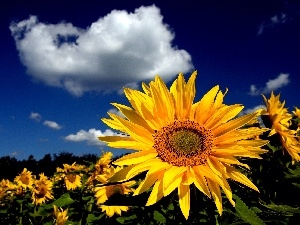 clouds, Nice sunflowers