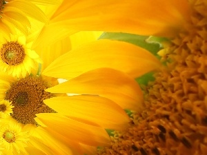 flakes, Nice sunflowers