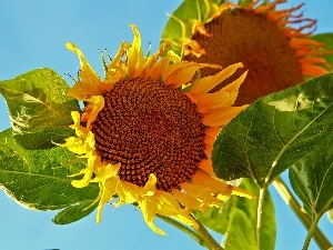 Flowers Sunflower, Nice sunflowers