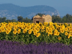 Narrow-Leaf Lavender, Nice sunflowers