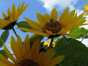 Insect, Nice sunflowers