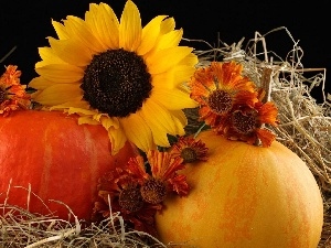 pumpkin, Nice sunflowers