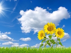 Nice sunflowers, grass, Sky, sun