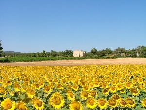 Sky, Nice sunflowers