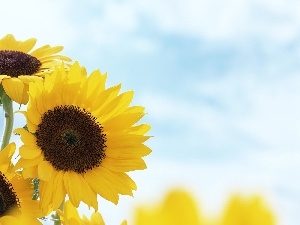 Sky, Nice sunflowers