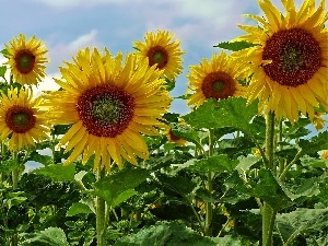 Sky, Nice sunflowers