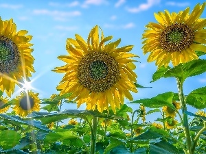 Sky, Nice sunflowers
