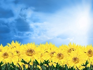 Sky, Nice sunflowers