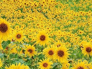 Nice sunflowers