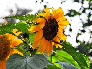 Nice sunflowers