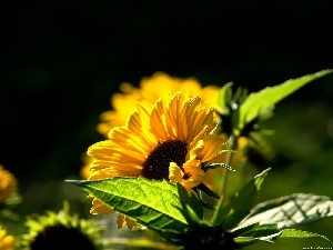 Nice sunflowers