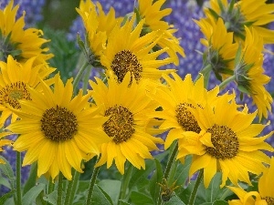 Nice sunflowers