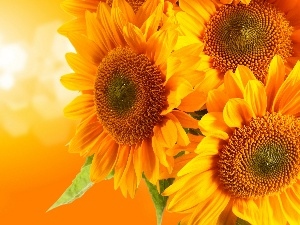 Nice sunflowers