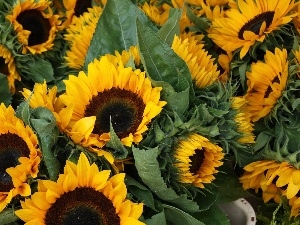 Nice sunflowers