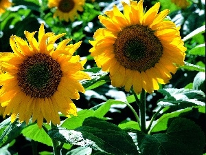 Nice sunflowers