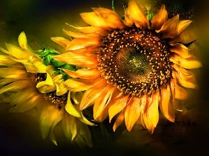 Nice sunflowers, Two cars