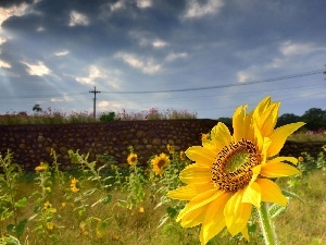 wall, Nice sunflowers