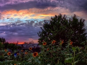 Nice sunflowers, clouds, west, sun