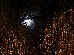 Willow, Night, moon