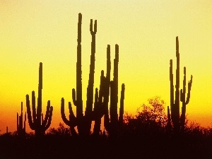 North, america, Cactus, Arizona, Desert
