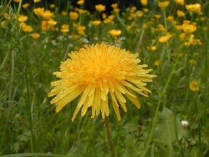 nun, common, Colourfull Flowers