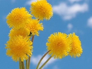 nun, Flowers, Sky, common, beatyfull