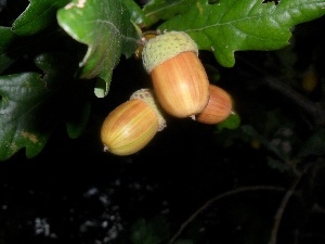 Acorns, oak, Magnificent