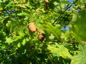 oak, trees, Acorns, Leaf