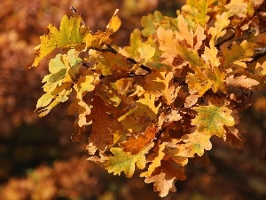 oak, Leaf, yellow, autumn, Brown