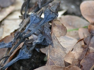 oak, Leaf, dry, Platycodon