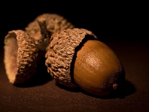 Fruits, oak, Acorns