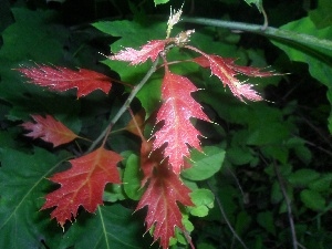 oak, Leaf, Red, green ones
