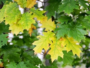oak, Leaf, Yellow, green ones