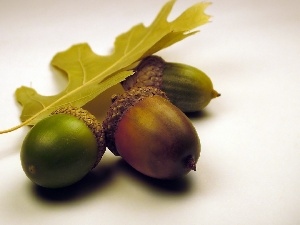 Leaf, oak, Acorns