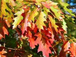 Leaf, oak, color