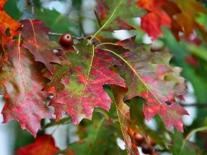 Leaf, oak, color