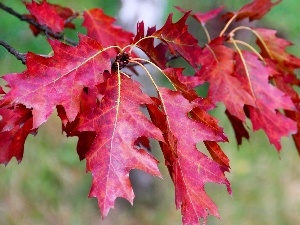 Leaf, oak, Red