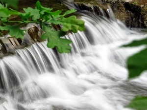 Leaf, oak, waterfall