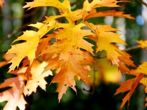 Leaf, oak, Yellow