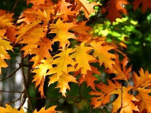 Leaf, oak, Yellow