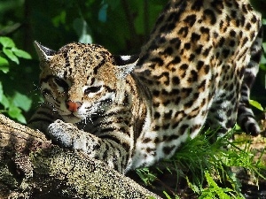 ocelot, Resting