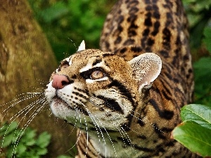 ocelot