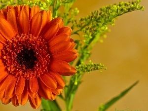 Orange, Gerbera, Colourfull Flowers